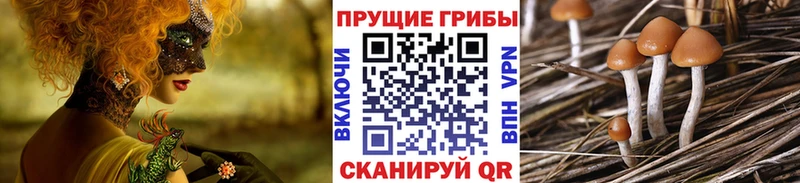 Галлюциногенные грибы Psilocybine cubensis  Подпорожье 